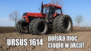 URSUS 1614 - Polska moc ciągle w akcji - włókowanie w GR Dziarnowo