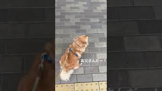 飼い主に気がつくチワワ　#犬 #チワワ #chihuahua #dog #チワワ大好き #tiktok #犬のいる暮らし