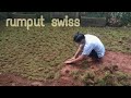 menanam rumput swiss di belakang rumah