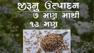 જીરુંની ઓર્ગેનિક ખેતી(Cumin) | Biofit | Netsurf | Halvad(Morbi)