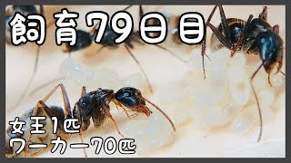 208【蟻の観察】アリさん達が密集しすぎて真っ黒で見えない！【２代目・飼育79日目】