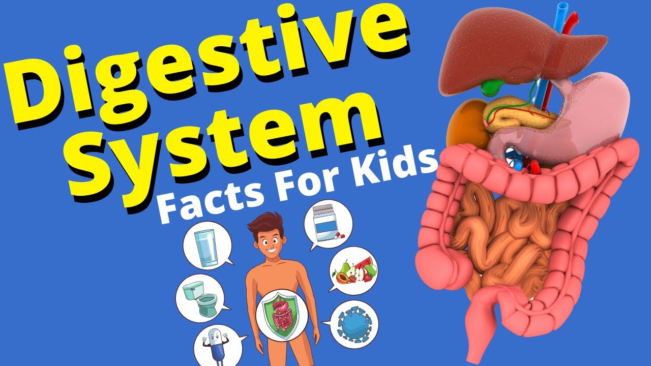 Digestive System For Kids | Human Digestive System - YouTube