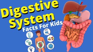 Digestive System For Kids | Human Digestive System