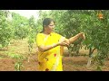 மாவில் அடர் நடவு முறை agricultural technology