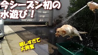 今シーズン初の水遊びに興奮するラブラドールレトリバー【こまちの日常動画】