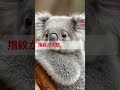 🐨 コアラの意外な事実4選！あなたが知らないコアラの秘密とは？ shortvideo shorts short 雑学 動物 animals koala コアラ 生態解説 豆知識