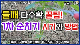 [꿈꾸는농부] 들깨 다수확 꿀팁! 1차 순치기의 시기와 방법/들깨 다수확/들깨순치기/전원생활/꿈꾸는텃밭/농사일지