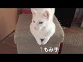 くるねこ大和　20170130