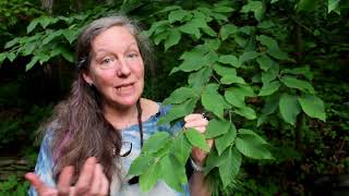 Plant Medicine Series: Black Birch