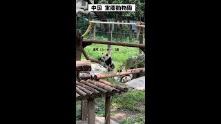 2023年6月24日 重庆动物园（重慶動物園） 大熊猫（パンダ） 渝可（ユーカー） 渝愛（ユーアイ）1歳