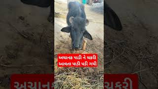 અચાનક પાડી ને ચકરી આવતા પાડી પડી ગયી#viralvideo #trending #funny