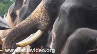 Elephant feast Aanayoottu Kerala