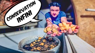 🥔❄️ Le secret pour garder les topinambours frais ! 🥔