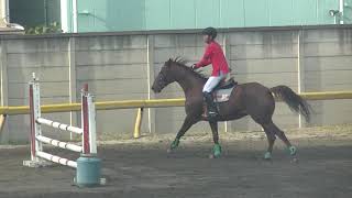 2018.12.8 第69回全早稲田対全慶應義塾馬術定期戦  第三競技 現役小障害飛越競技 障害飛越競技 益山勇輝 慶暁号