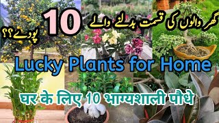 Lucky plants for home| Ghar mei lgany waly lucky pody| घर के लिए 10 भाग्यशाली पौधे