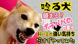 【柴犬 もみさん】唸る怒る犬！ポチパパの「犬の言いなりにならない飼い主の強い気持ち」だけで！犬が謝罪会見?Training that Inu does not go against the owner