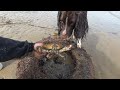 big oysters scallops u0026 razor clams coastal foraging with my puppy catch u0026 cook