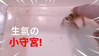 守宮寶寶的叫聲 The angry baby gecko roar