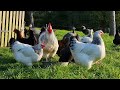 Élever des poules pondeuses / tuto complet