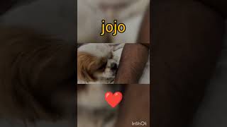 jojo ka pyaar 😍❤ #nikkuvlogz #opvlogz #viral #trending #dog #shorts #shorts #youtubeshorts #vlog