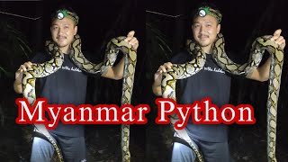 We Got A 16 Kg Myanmar Python.