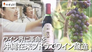 ワイン界に革命を　沖縄在来ブドウでワイン醸造（沖縄テレビ）2024/6/4