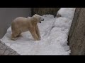 春のキャンディまつり　いよいよ開幕　円山動物園ホッキョクグマ polar bear