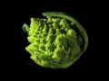 Fun with Fractals