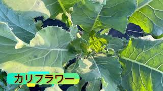 NIKI Farm　2021/11/13　赤カブももたろうの収穫