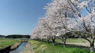 FC本梅北空撮日記　Sakura　さくら　桜