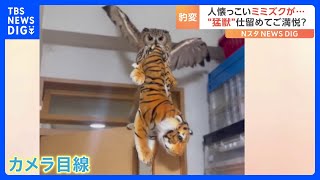 ミミズクが“猛獣”を捕獲？野性味あふれる動画が話題｜TBS NEWS DIG