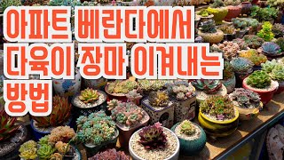 아파트 베란다에서 다육이 장마 이겨내는 방법!!(多肉植物)(たにくしょくぶつ)