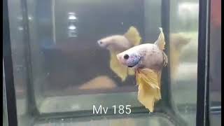 (MV-185) Yellow Grizzle Fancy Halfmoon Male Betta