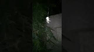 Spider on drugs _ mazandran spider #iran #persia