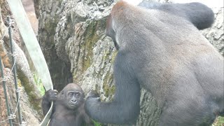 Komomo, a gorilla with a smart and beautiful heart　Ueno Zoo　Gorilla　202309