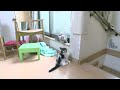 日曜日の朝メインクーンの子猫たち