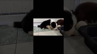 边境牧羊犬（边牧）要新家 有证书的 有人要养吗？border collie puppies with pedigree ready to home 0162126163 Selangor