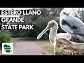 Birding Estero Llano Grande State Park (Rio Grande Valley, Texas)