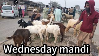 Wednesday mandi update | desi chhatre desi bakre katto mal |shapur kanjra mandi lahore Pakistan