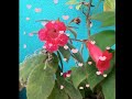 kohleria flowers 🌹🌹 and plants 🥰👌