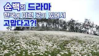 나만 알고 싶은 ‘지상낙원’?!_솔직히 자랑도 하고 싶어서 올리는 영상_※장산도 ‘화이트 정원’※_샤스타 데이지(shasta daisy) 명소_박우량_신안군수