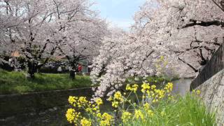 五条川　桜まつり