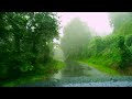 wandering in the rain a peaceful forest road trip dedugala sri lanka placid traveler