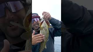 Oneida Lake fall fishing for snakes at its finest @DaiwaUSA @daiwabass @CastFishingCo