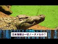 【2ch不思議体験】阪神・淡路大震災と東日本大震災を予言的中させた男「今回は甚大な被害が発生するから警鐘を！」【スレゆっくり解説】