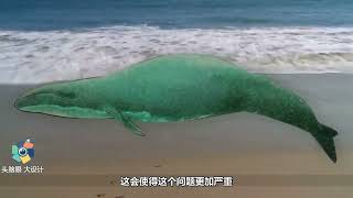 在海滩搁浅的“死亡鲸鱼”有多可怕？