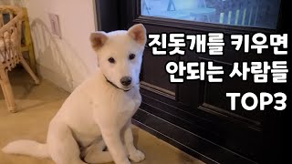 진돗개를 키우면 안되는 사람들 TOP3ㅣ진돗개 입양 전 필수 시청영상