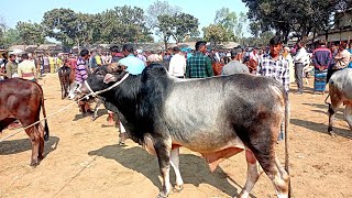 @আজ ১১ জানুয়ারী ২৫।। পালন এবং কাটাই ষাঁড় গরুর কেমন দাম ঠাকুরগাঁও জেলার খোঁচাবাড়ী হাটে।