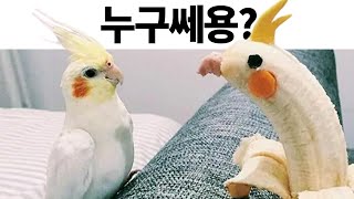 웃긴 짤들 217편