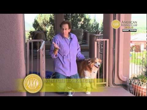 How to prevent your dog from chewing on things outside How to prevent your dog from chewing on things outside